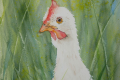 Huhn-Aquarell-30x40cm