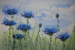Kornblume-Aquarell-30x40cm
